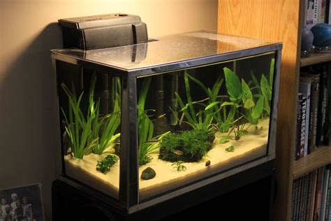 fish tank 20 gallons|20 gallon fish tank price.